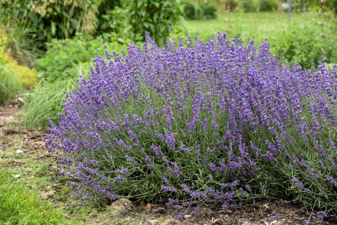 english lavender plant height English Lavender – GardenTap