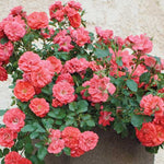 Rosa Coral Drift Meifrifora PP19148 CPBR4871 Coral Drift Rose