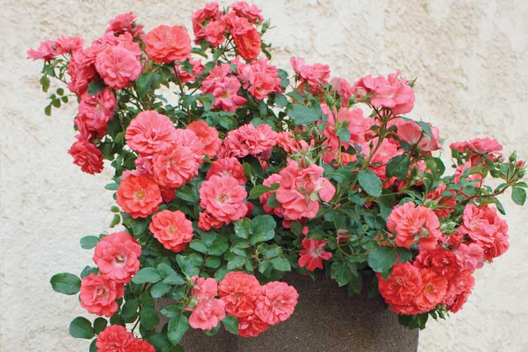 Rosa Coral Drift Meifrifora PP19148 CPBR4871 Coral Drift Rose