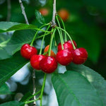 Cherry shrub Cutie Pie Cutie Pie Dwarf Sour Cherry