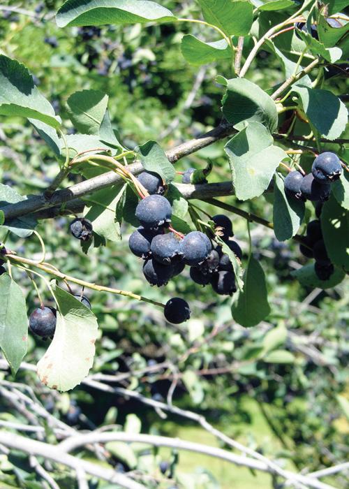 Saskatoon Berry Northline Northline Saskatoon Berry