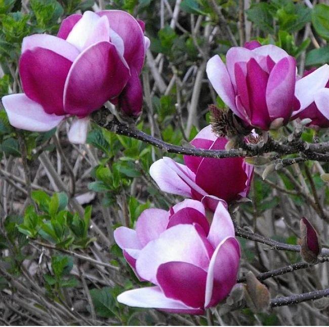 Magnolia x Cameo Cameo Magnolia