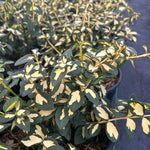 Euonymus fortunei Summer Runner Mickaela PP16,789 Summer Runner Euonymus