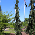 Chamaecyparis nootkatensis Green Arrow Green Arrow Weeping Falsecypress