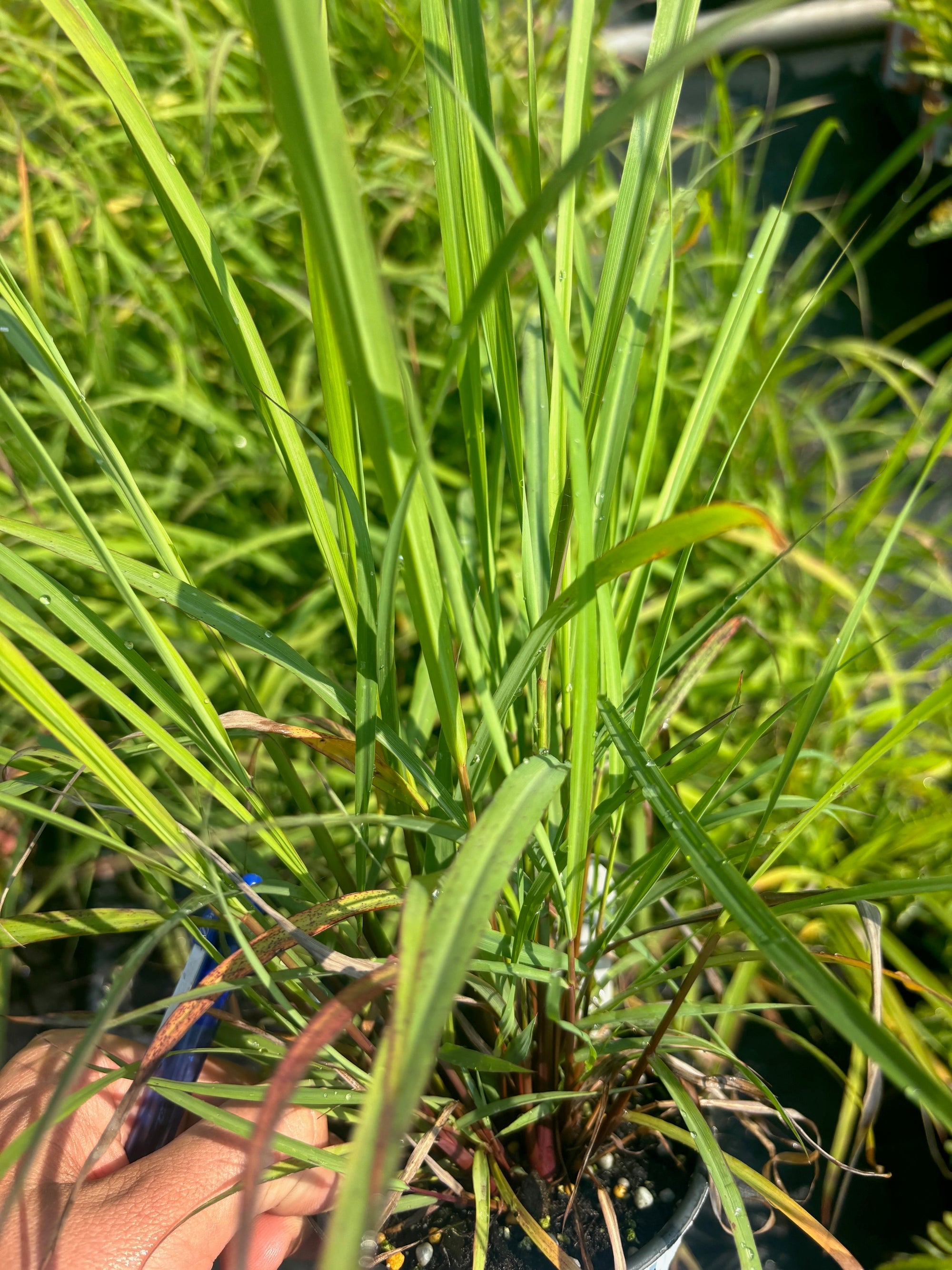 Cymbopogon citratus Lemon Grass
