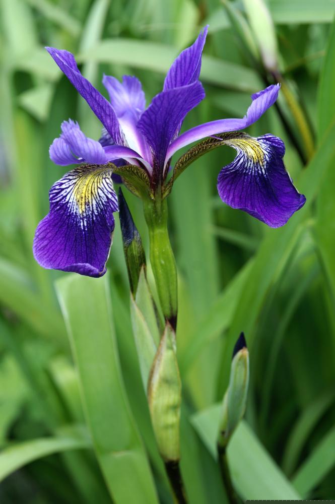 Iris x robusta Gerald Darby Gerald Darby