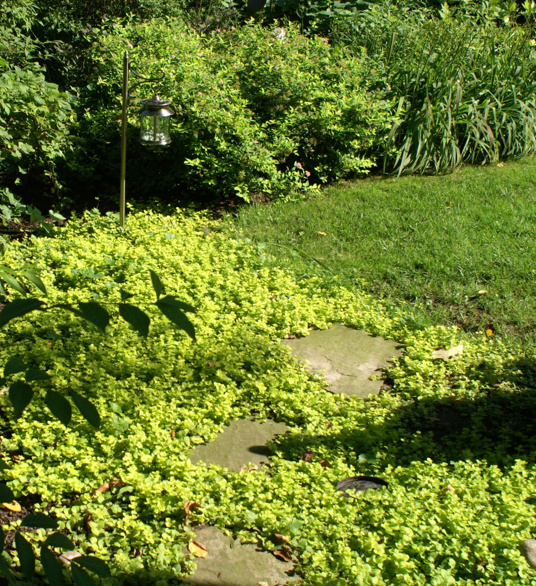 Lysimachia nummularia Aurea Golden Moneywort