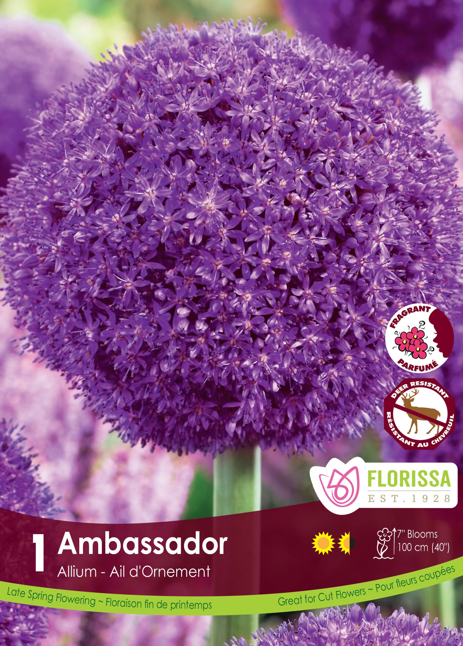 Allium x Ambassador Ornamental Onion