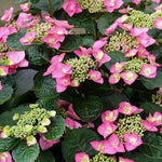 Hydrangea serrata Tuff Stuff Top Fun SMNHSG PP35034, CPBRAF Tuff Stuff Top Fun Mountain Hydrangea