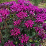 Monarda didyma Rockin' Raspberry PP28752 SugarBuzz Rockin' Raspberry Bee Balm
