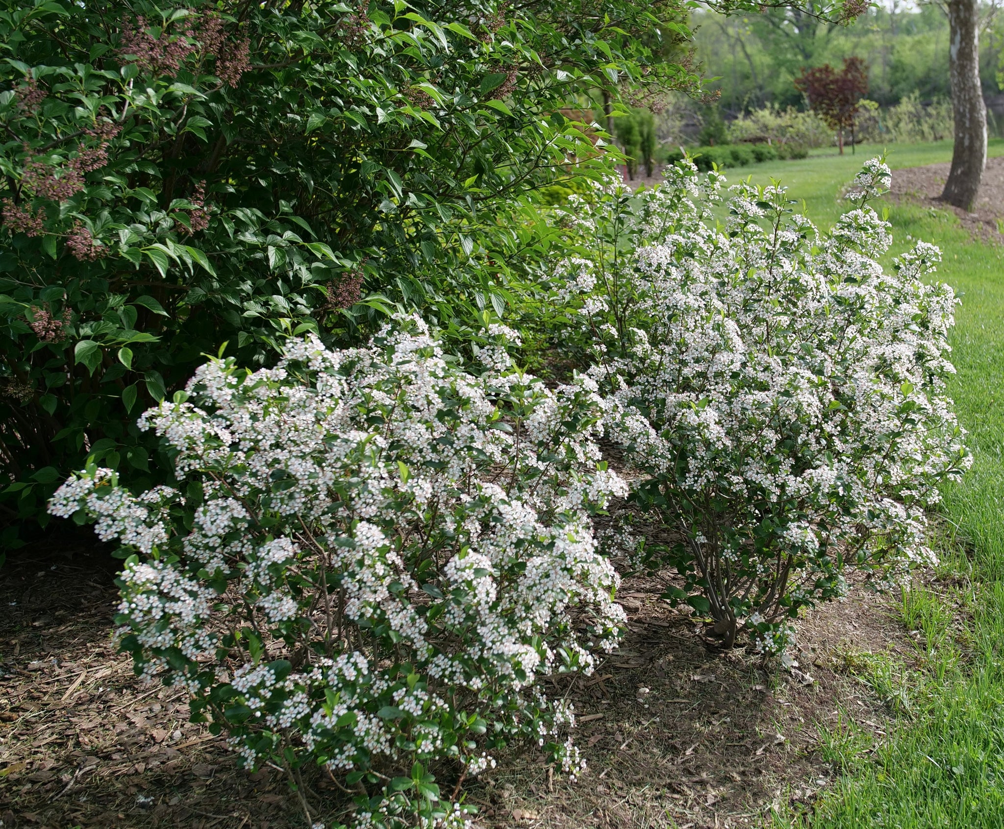 Aronia melanocarpa Low scape Snowfire SMNAMPEM USPP 34,116, Can PBRAF Low scape Snowfire Chokecherry