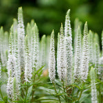 Veronica spicata Snow Candles Joca128 PP28,777 Snow Candles Speedwell