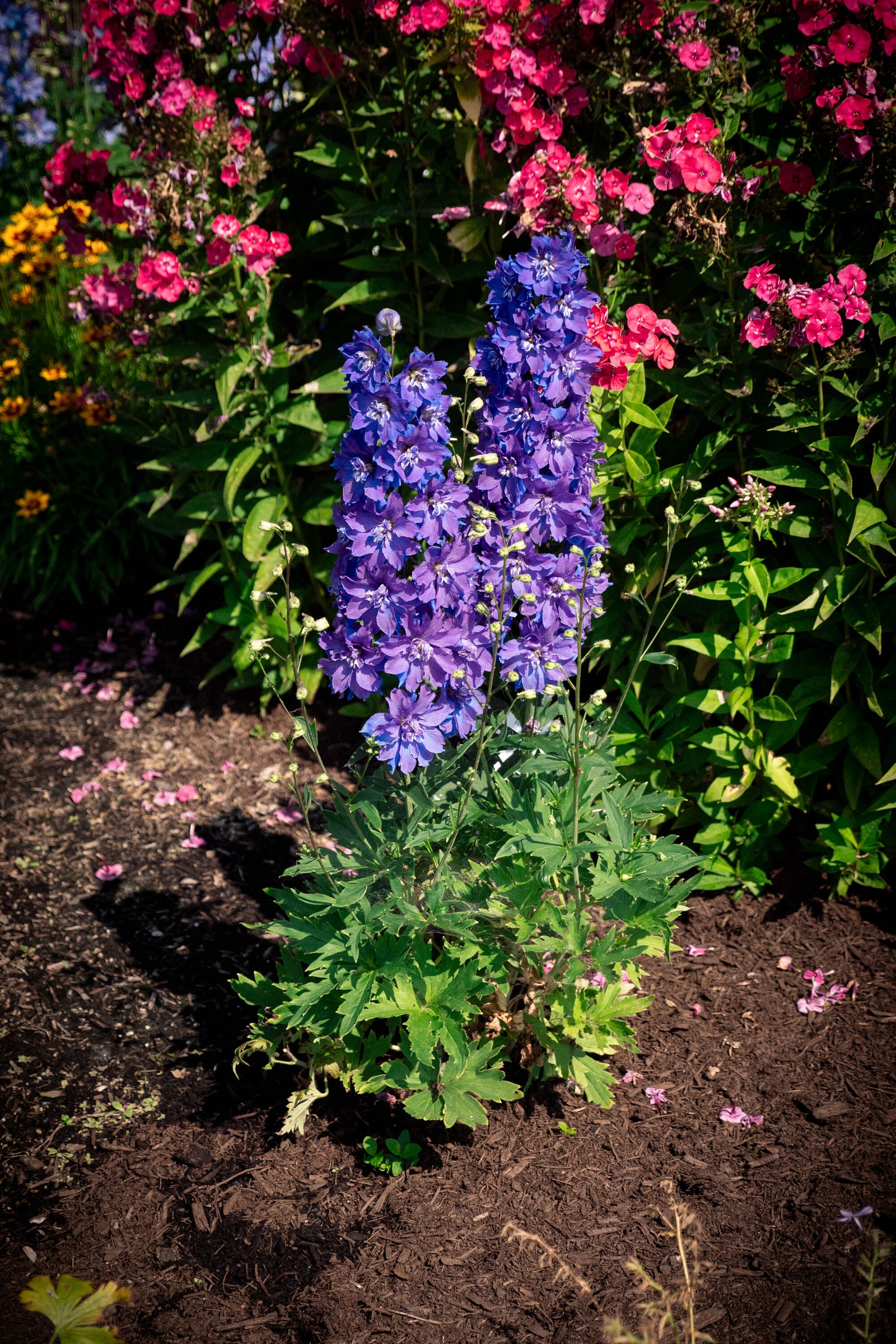 Delphinium x Laser Beam Holtlabea812 PPAF Laser Beam Delphinium