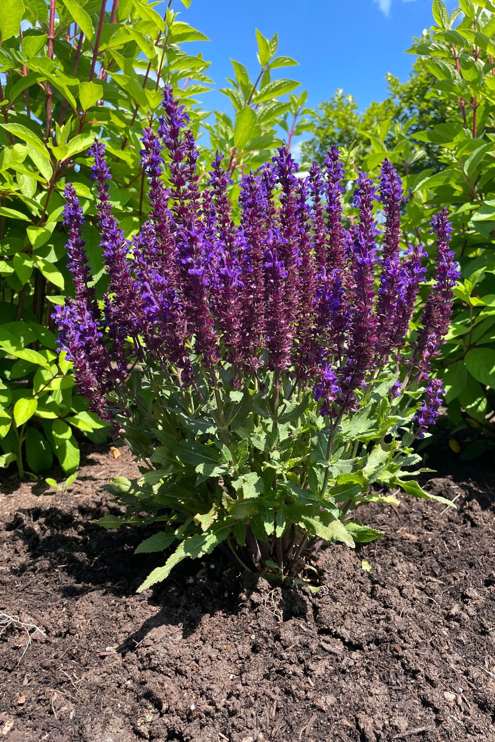 Salvia nemorosa Perpetual Purple USPPAF Meadow Sage