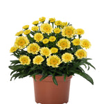 Leucanthemum maximum Sweet Daisy Izabel Shasta Daisy