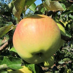 Apple Ginger Gold Apple Ginger Gold