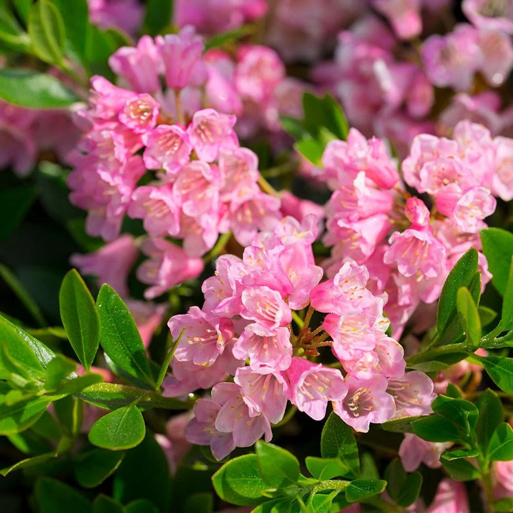 Rhododendron x Bloombux Magenta Microhirs 9 USPP32968,CPBRAF Bloombux Magenta Rhododendron