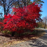Acer x Morning Starburst Morton UW Morning Starburst Maple