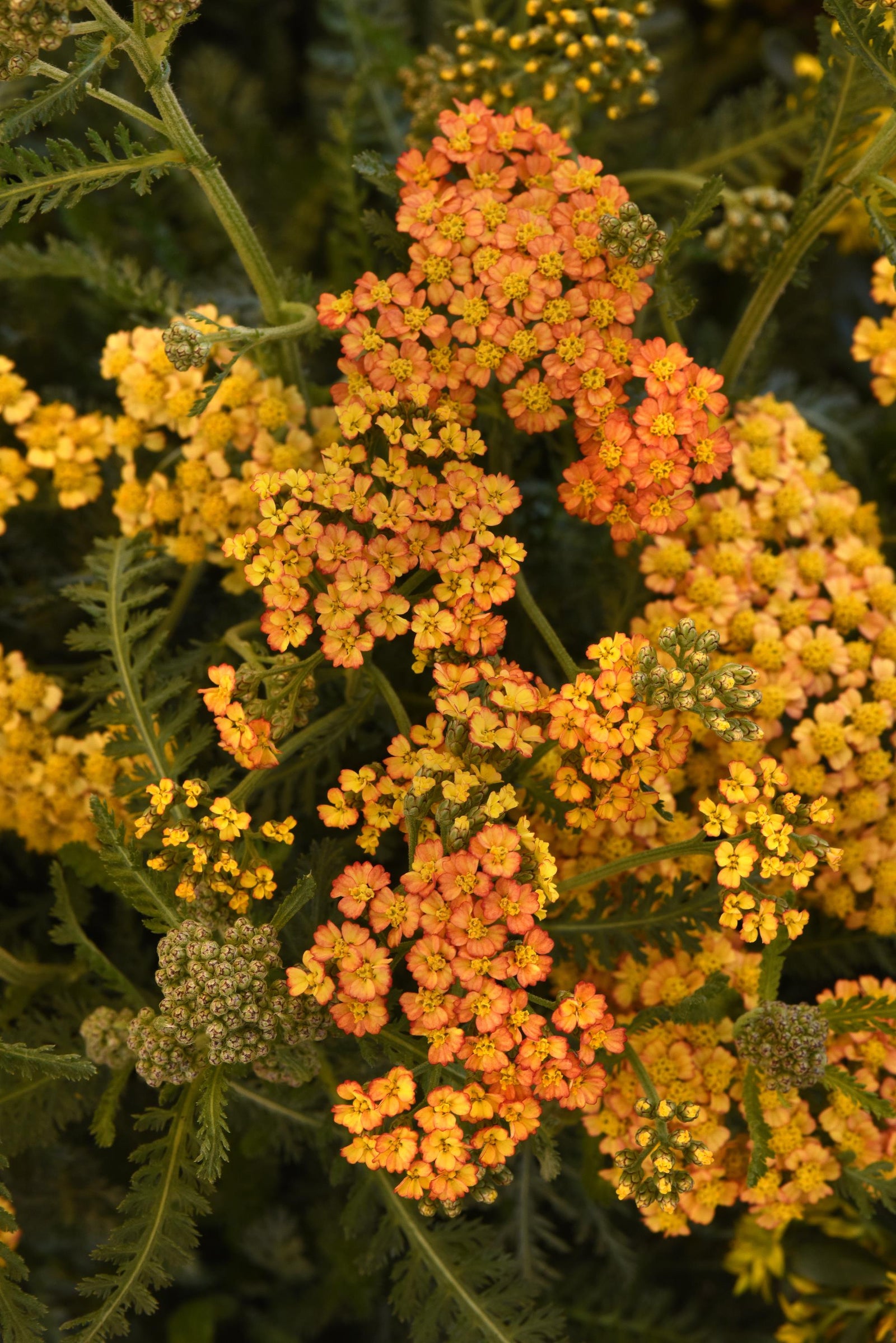 Achillea millefolium Milly Rock Yellow Terracotta PP35,113 Yarrow