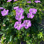 Geranium sanguineum Frivolius Lilac Bloody Cranesbill Frivolius Lilac