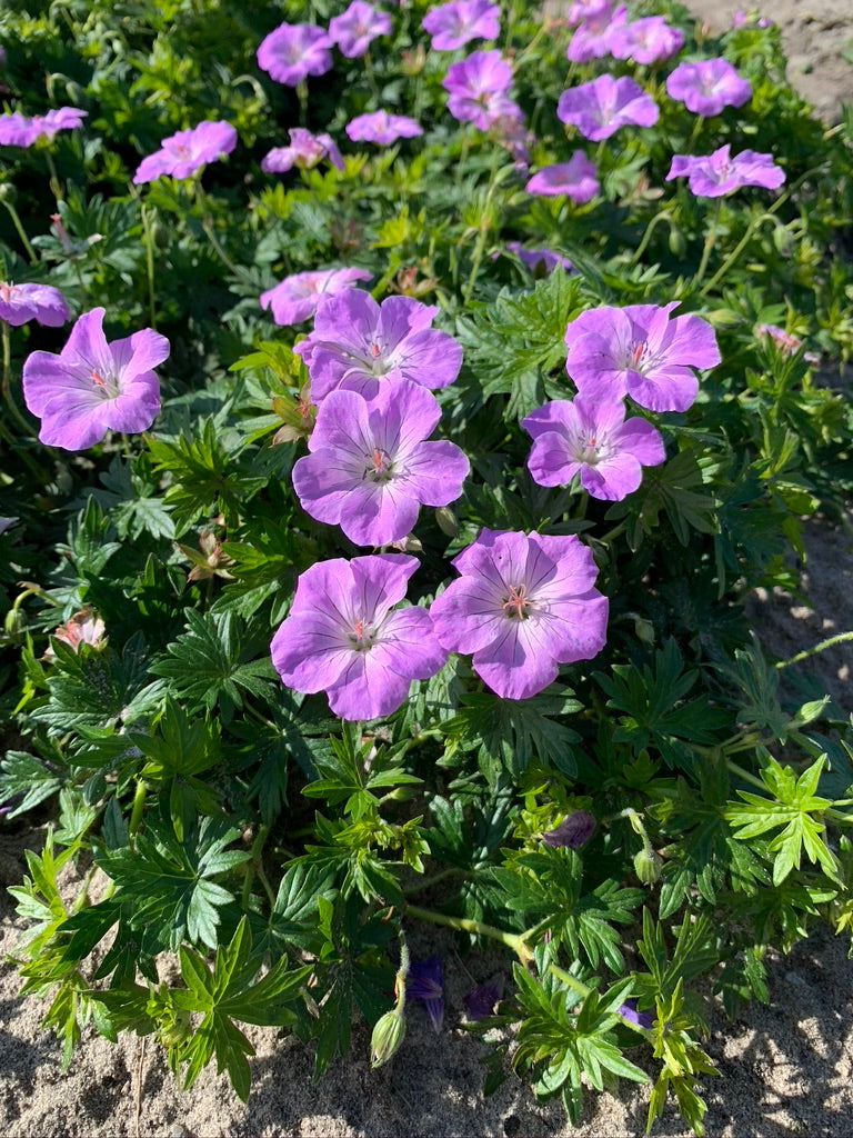 Geranium sanguineum Frivolius Lilac Bloody Cranesbill Frivolius Lilac