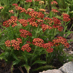 Achillea millefolium Milly Rock Red PP31,757 Yarrow Milly Rock Red