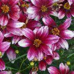Coreopsis verticillata Zesty Zinger PP29921 Zesty Zinger Threadleaf Tickseed