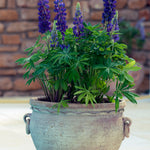 Lupinus polyphyllus Gallery Mini Blue Dwarf Lupine Mini Blue