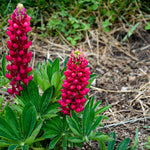 Lupinus polyphyllus Gallery Mini Red Dwarf Lupine Mini Red