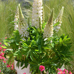 Lupinus polyphyllus Gallery Mini White Dwarf Lupine Mini White