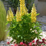 Lupinus polyphyllus Gallery Mini Yellow Dwarf Lupine Mini Yellow