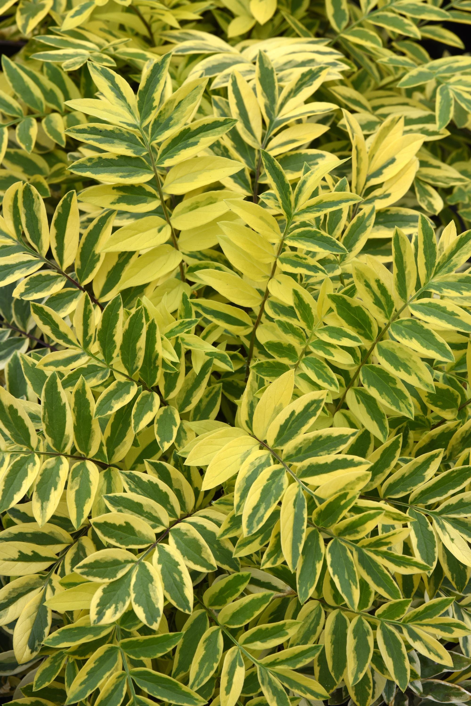 Polemonium pulcherrima Golden Feathers Variegated Jacob's Ladder Golden Feathers