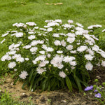 Stokesia laevis Whitecaps Stokes' Aster Whitecaps