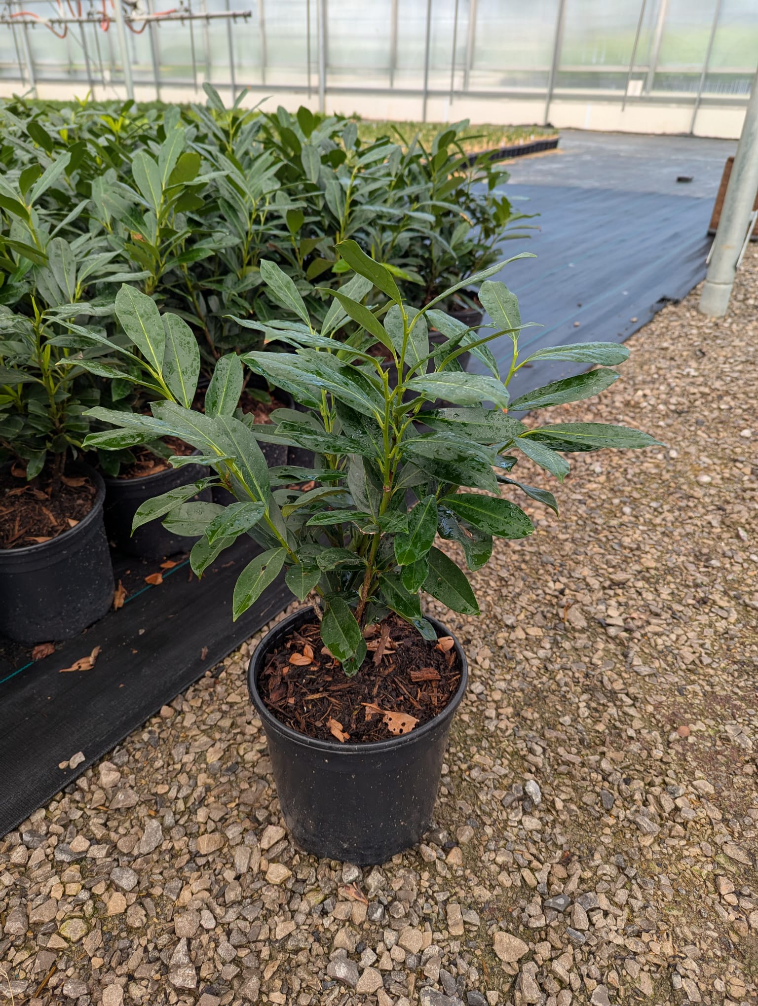Prunus laurocerasus Elly Elly Cherry Laurel