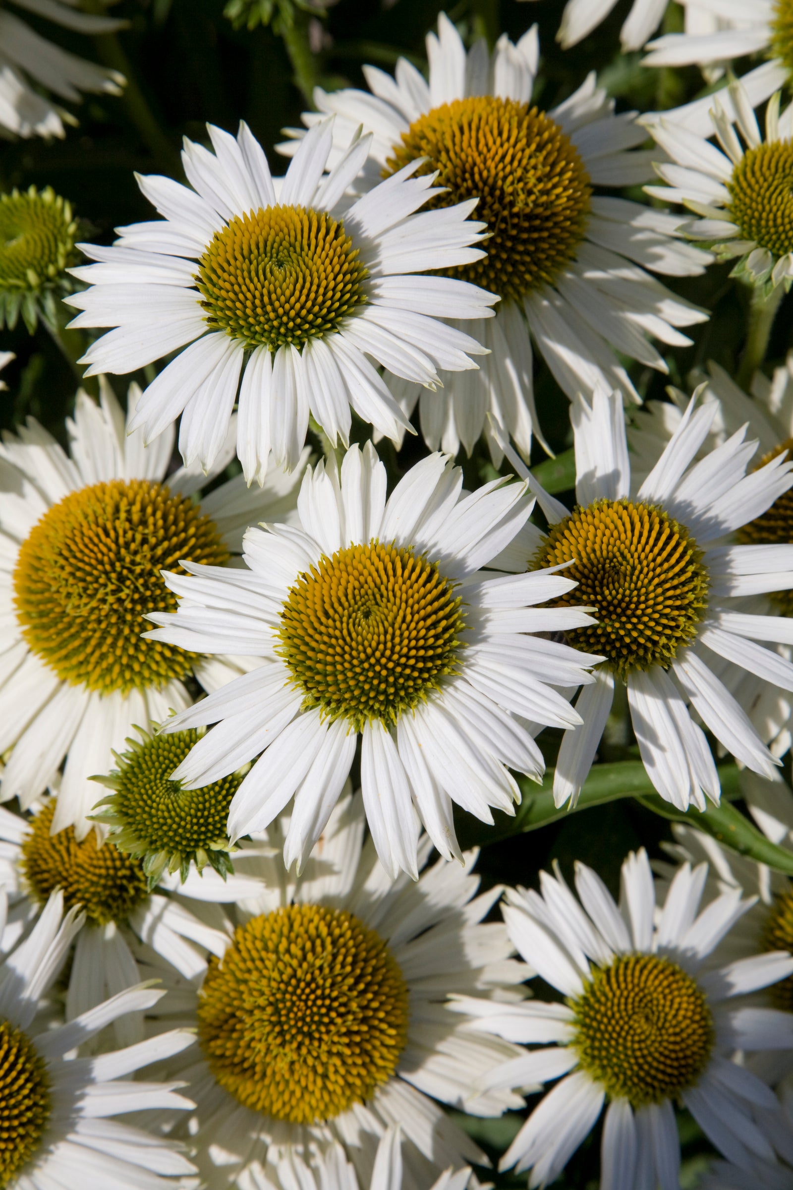 Echinacea purpurea Meditation White Meditation White Coneflower