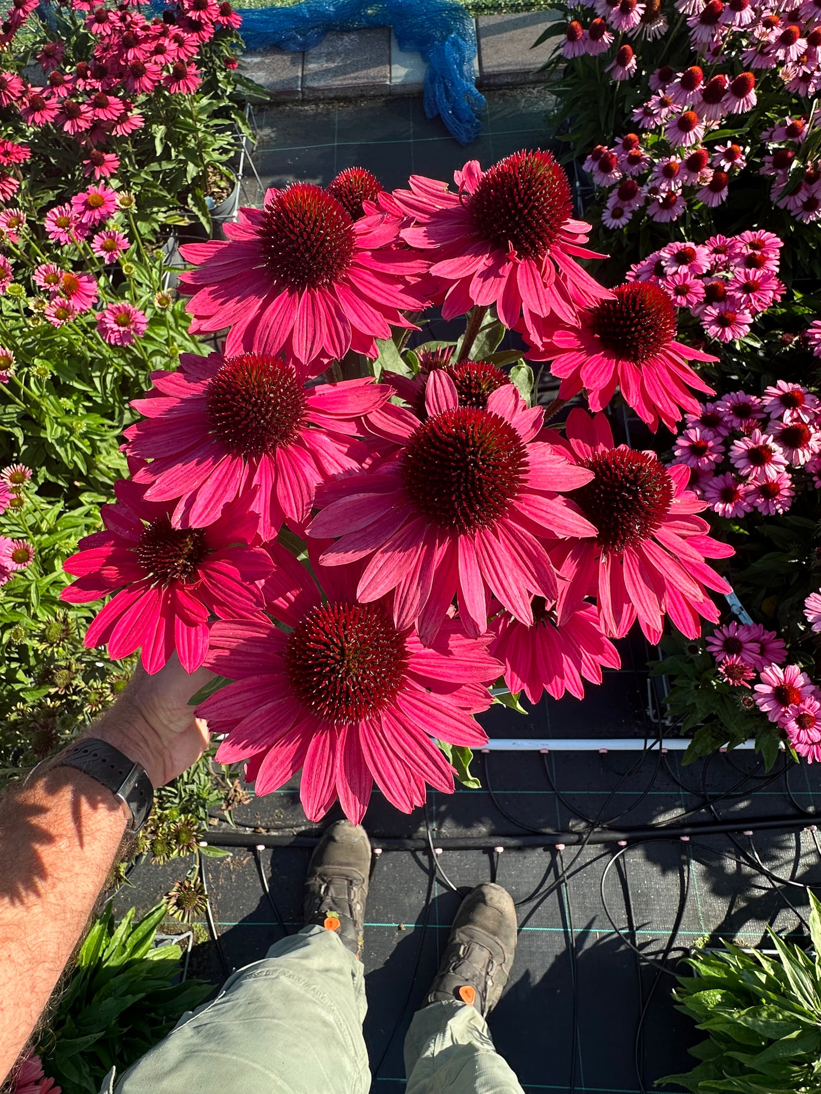 Echinacea purpurea Meditation Red Meditation Red Coneflower