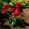 Echinacea x Double Scoop Strawberry Deluxe USPPAF Double Scoop Strawberry Deluxe