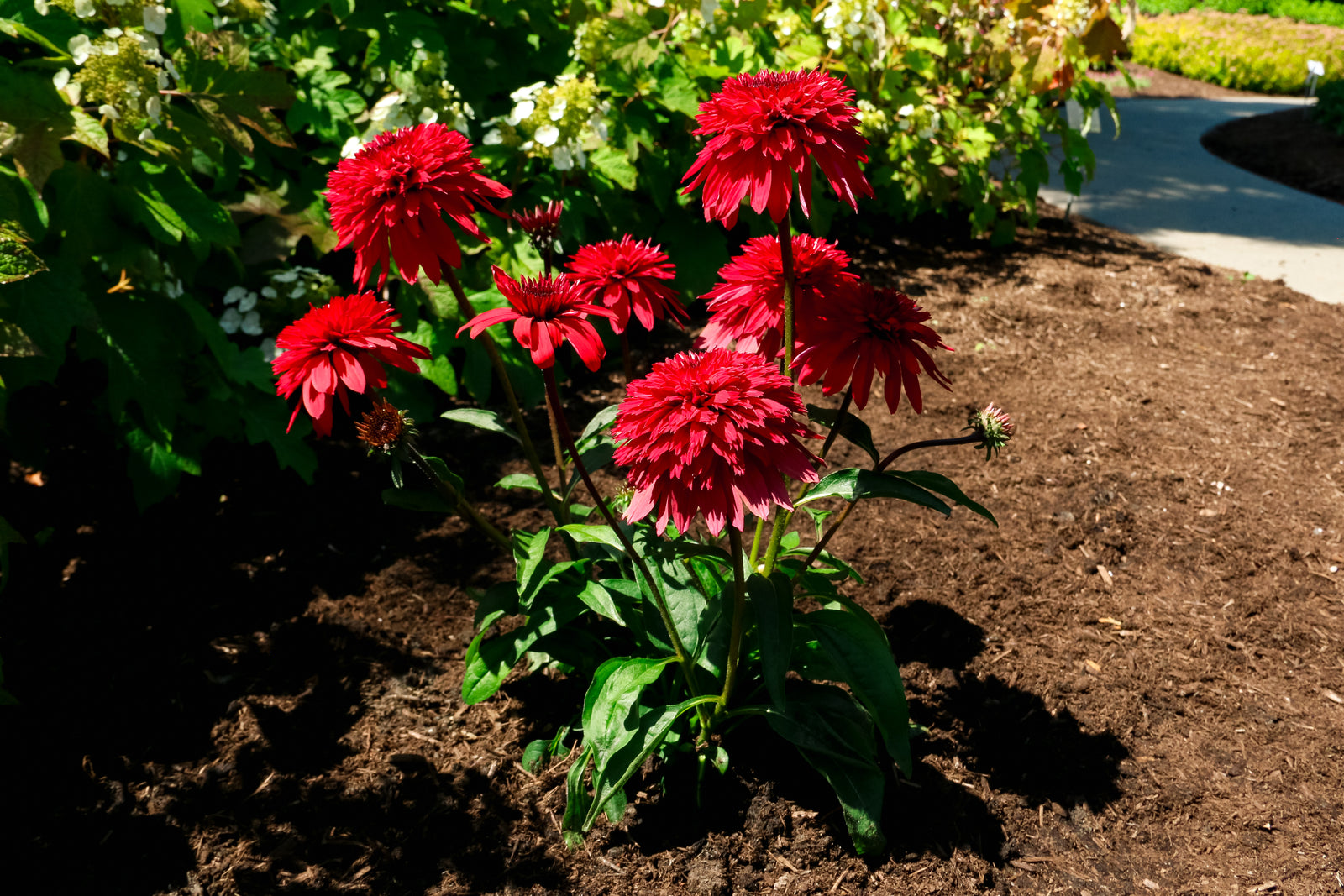 Echinacea x Double Scoop Strawberry Deluxe USPPAF Double Scoop Strawberry Deluxe