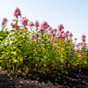 Phlox paniculata Center of Attention USPPAF Center of Attention Phlox