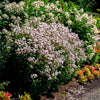 Phlox paniculata Confetti Cake USPPAF Confetti Cake Phlox