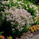 Phlox paniculata Confetti Cake USPPAF Confetti Cake Phlox