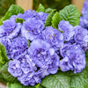 Primula vulgaris Bouquet Perfect Watercolour Blue Kerbelbluwat PPAF Watercolour Blue Primrose