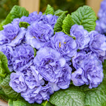 Primula vulgaris Bouquet Perfect Watercolour Blue Kerbelbluwat PPAF Watercolour Blue Primrose