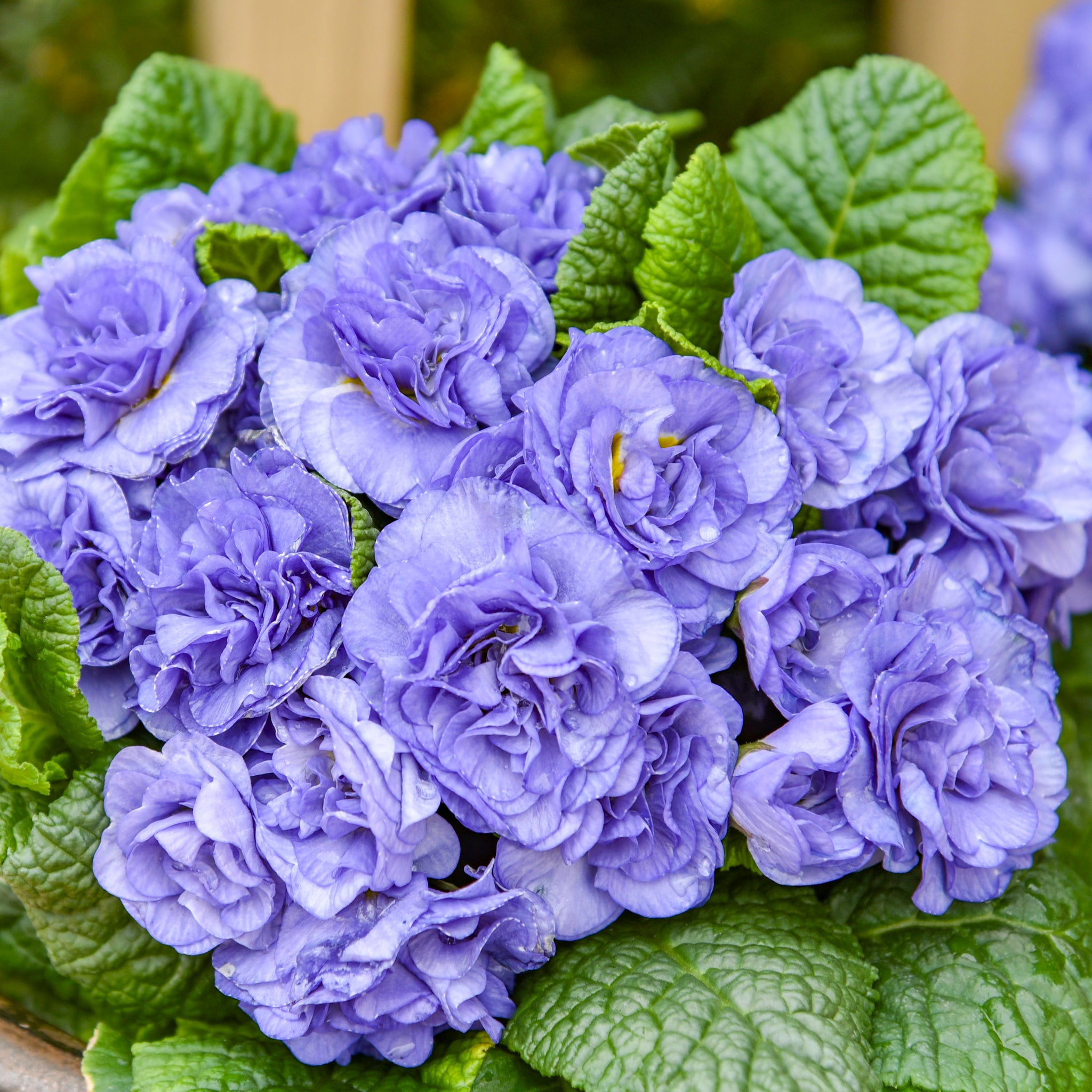 Primula vulgaris Bouquet Perfect Watercolour Blue Kerbelbluwat PPAF Watercolour Blue Primrose