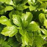 Pachysandra terminalis Green Sheen Japanese Spurge