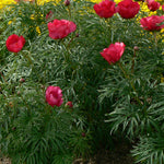 Paeonia tenuifolia Fernleaf Peony
