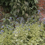 Polemonium caeruleum Brise d'Anjou Blanjou PP9781, CPBR1321 Variegated Jacob's Ladder