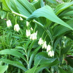 Polygonatum multiflorum Solomon's Seal