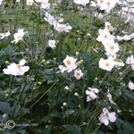 Anemone x hybrida Honorine Jobert Japanese Anemone