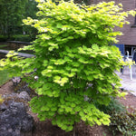 Acer shirasawanum Aureum Golden Full Moon Maple